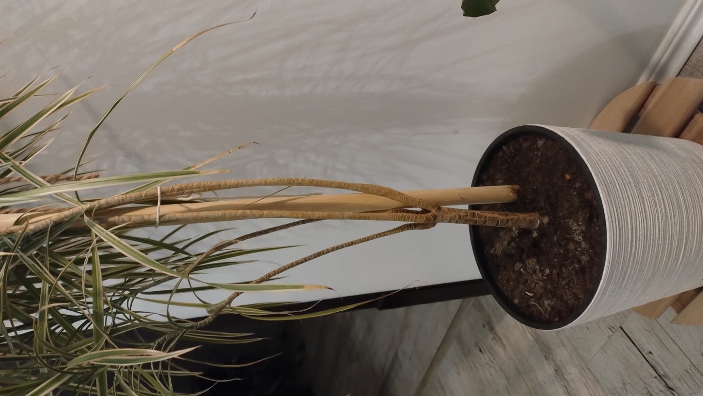 Tyczka podpora drewniana do roślin 5 szt - 60 cm | Palik drewniany do kwiatów | Kołek ogrodowy do podpierania roślin | Ekologiczny wspornik